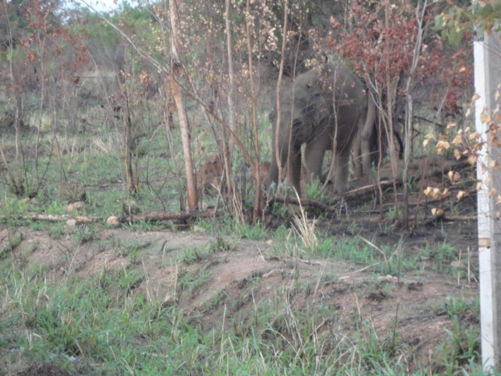 Sigiri Forest View Sigiriya Bagian luar foto